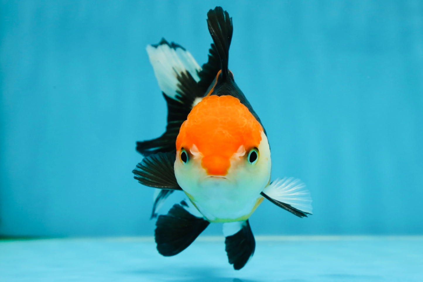 A Grade Tricolor Oranda Female 4.5-5 inches #050225OR_04
