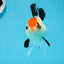 A Grade Tricolor Angry Bird Oranda Female 4.5-5 inches #0726OR_17