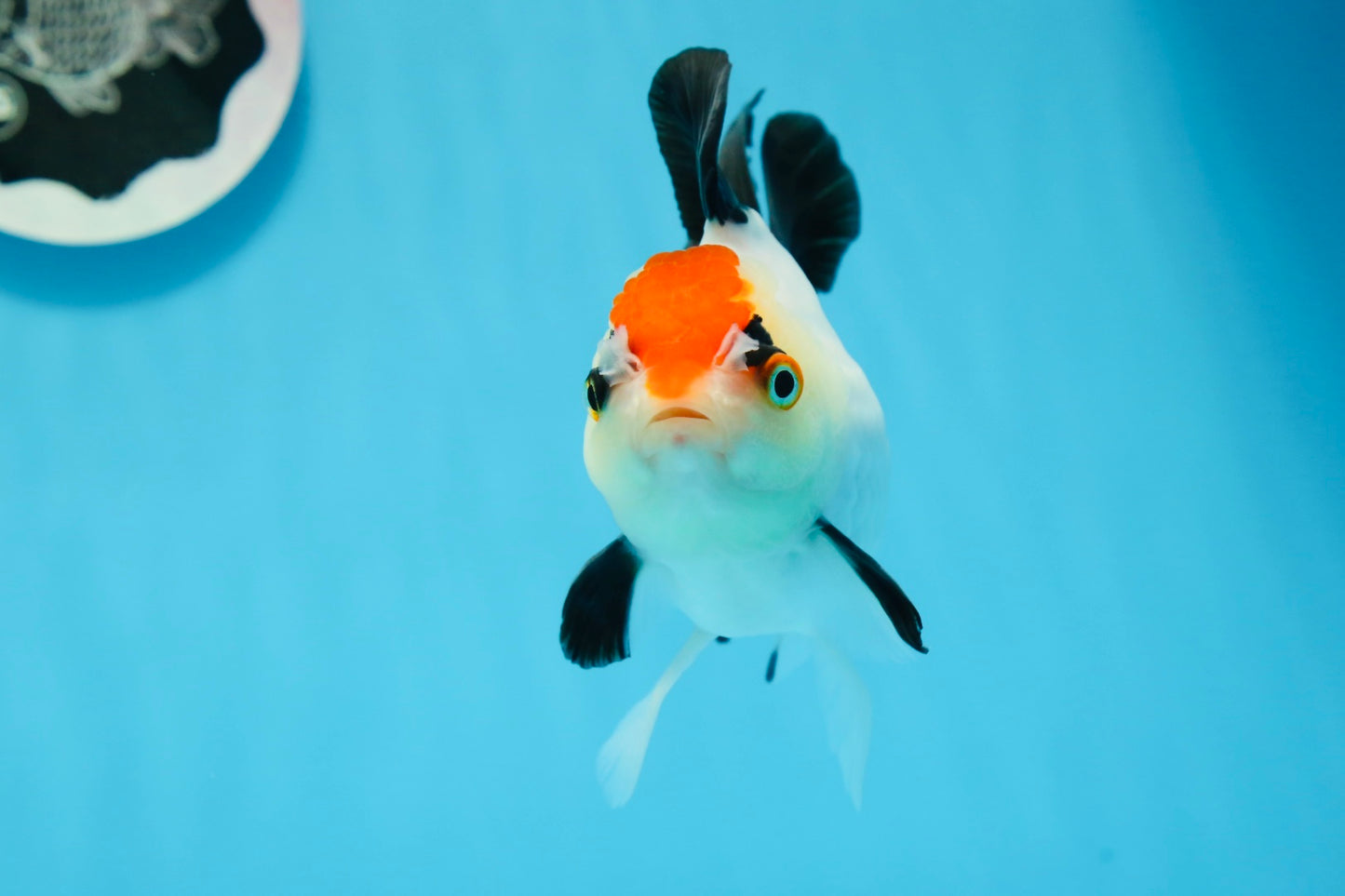 A Grade Tricolor Angry Bird Oranda Female 4.5-5 inches #0726OR_17