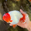 UNIQUE A Grade Red Head Buffalo Ranchu Female 6 inches #100926RC_30