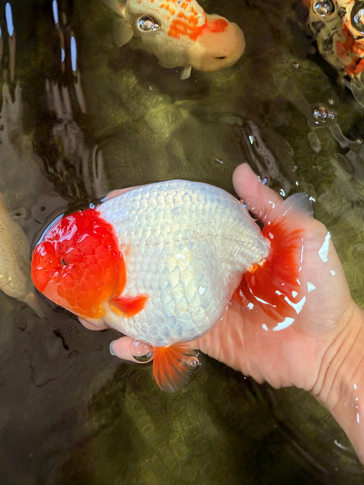 UNIQUE A Grade Red Head Buffalo Ranchu Female 6 inches #100926RC_30