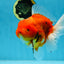AAA Grade JUMBO Tiger Oranda Female 6-6.5 inches #062025OR_24