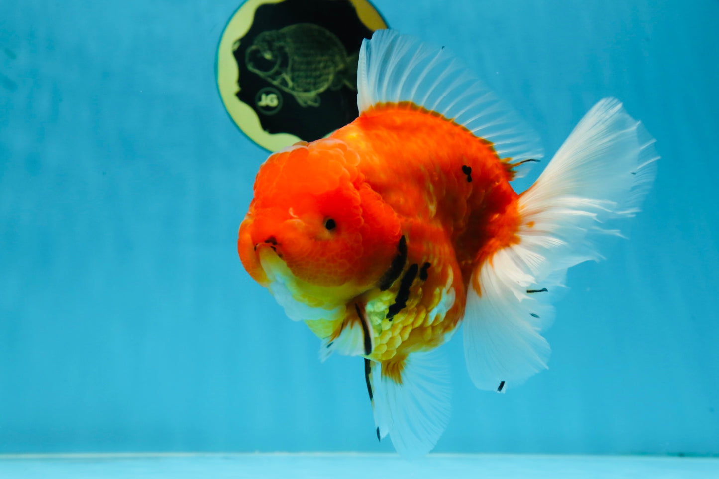 AAA Grade JUMBO Tiger Oranda Female 6-6.5 inches #062025OR_24