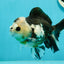 Witch Panda Pompom Button Eyes Oranda Male 4.5-5 inches #110124OR_22