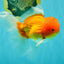 Red White Oranda Male 6 inches #082126OR_09