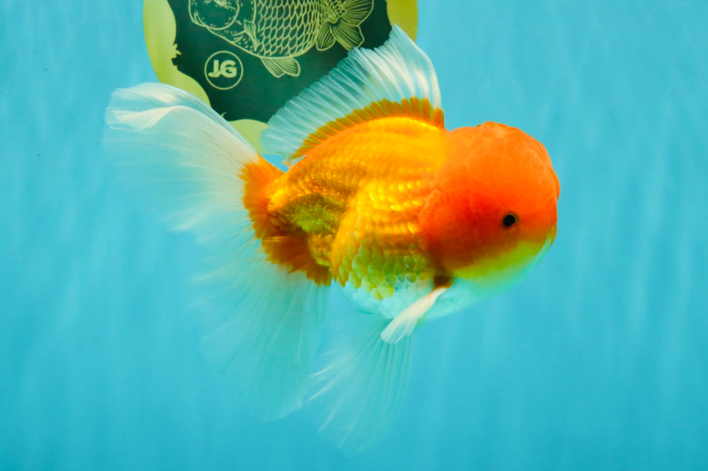 Red White Oranda Male 6 inches #082126OR_09