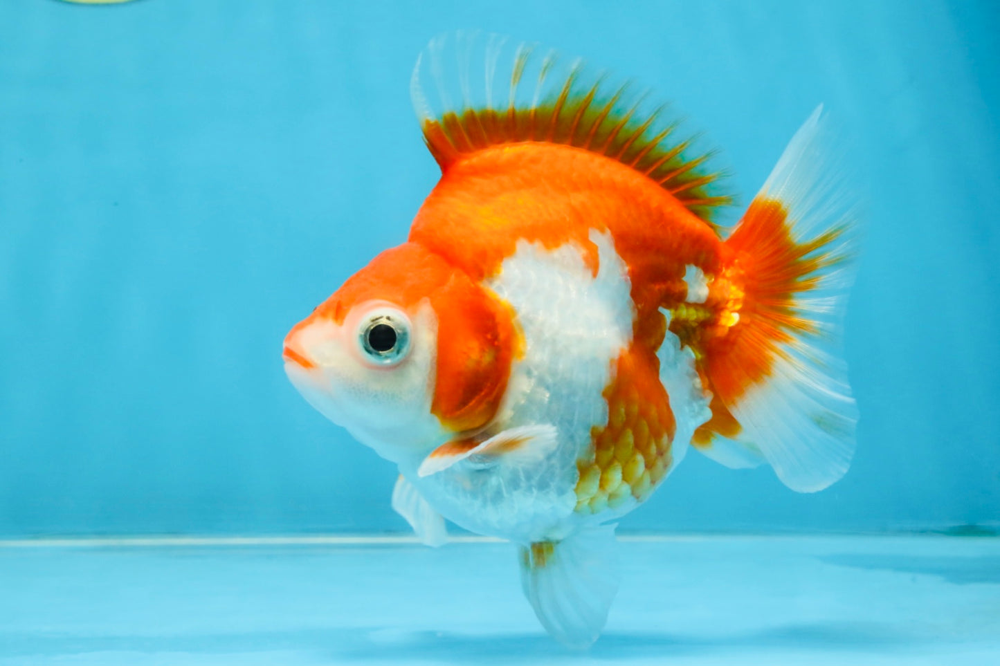 A Grade Red White Ryukin Female 4.5 inches #111425RK_09