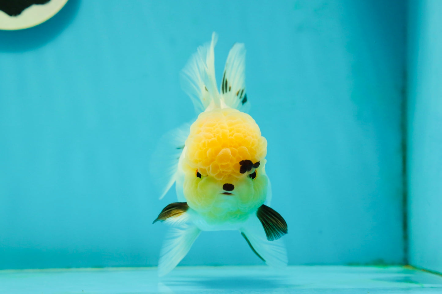 A Grade Grumpy Lemonhead Panda Oranda Female 5 inches #111524OR_13