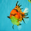 AAA Grade Tiger Yuanbao Female 5.5  inches #072426YB_29