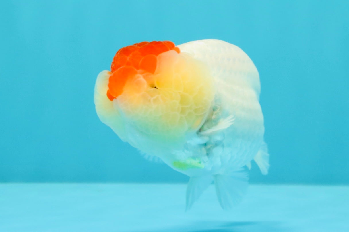 A Grade Tancho Red White LionQueen 4-4.5 inches #031326LC_08