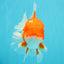 ANGER AAA Grade Red White Oranda Male 6 inches #032026OR_09
