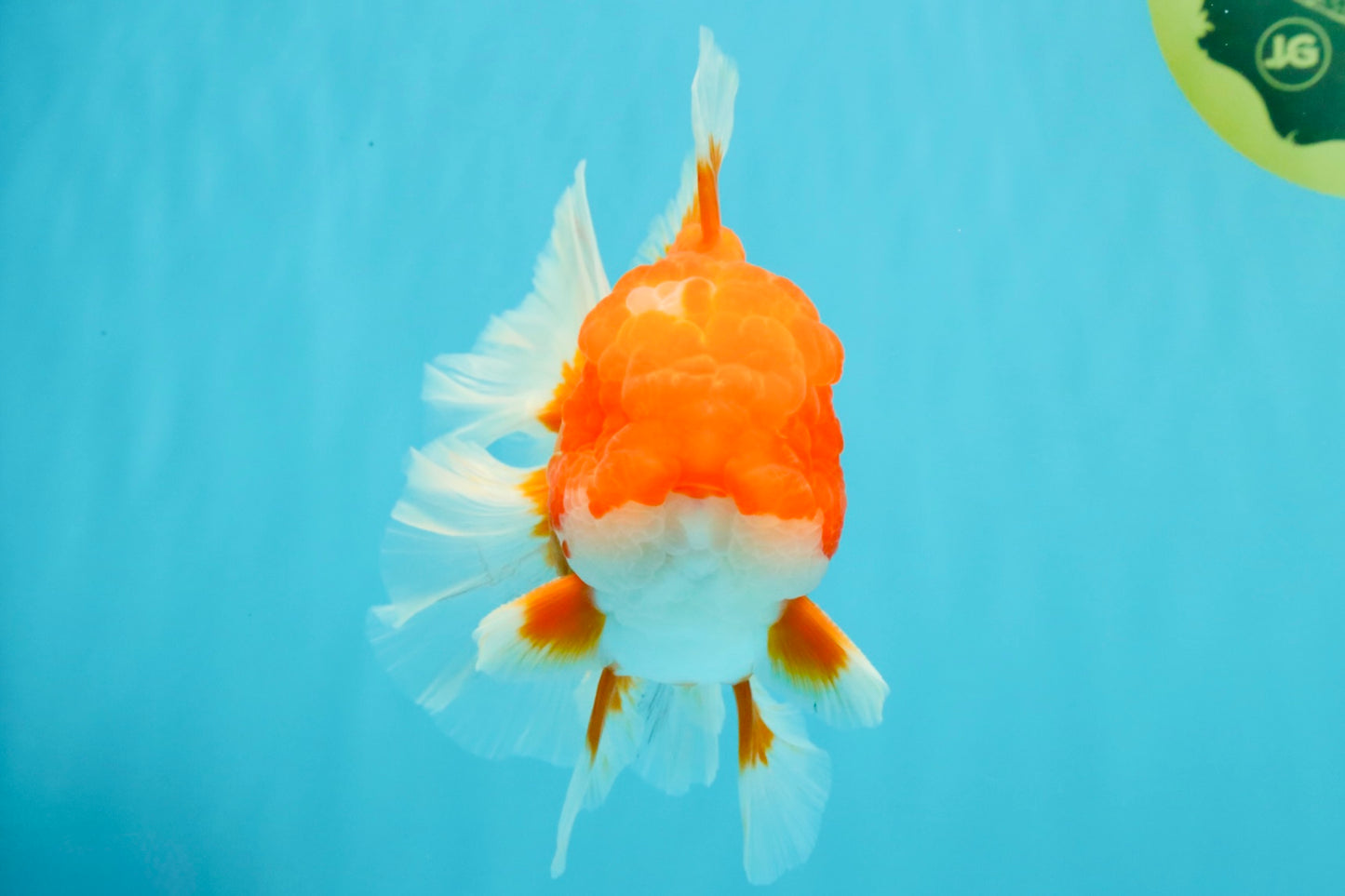 ANGER AAA Grade Red White Oranda Male 6 inches #032026OR_09