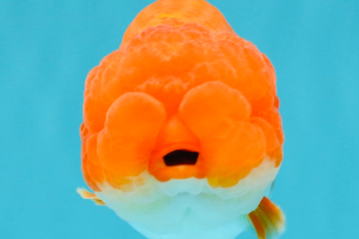 A Grade Dragon Head Red White LionQueen 4 inches #022726LC_26