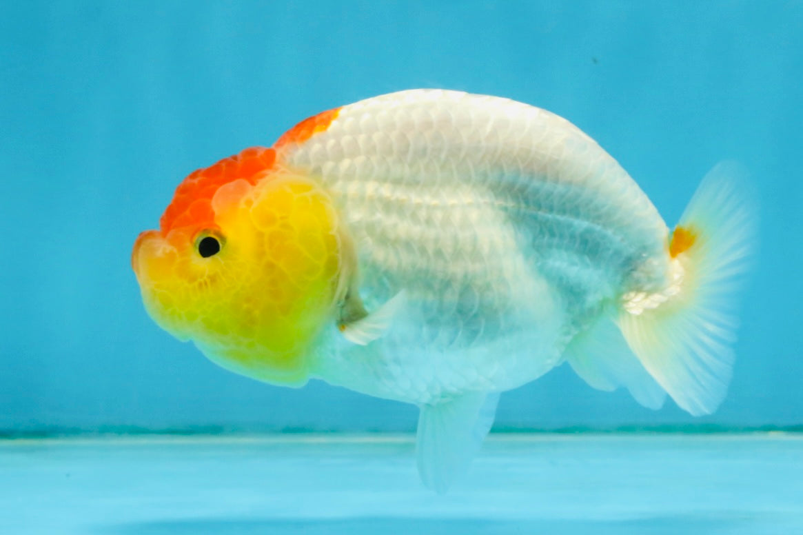 SUPER CUTE A Grade Red White LionQueen 4 inches #121225LC_08