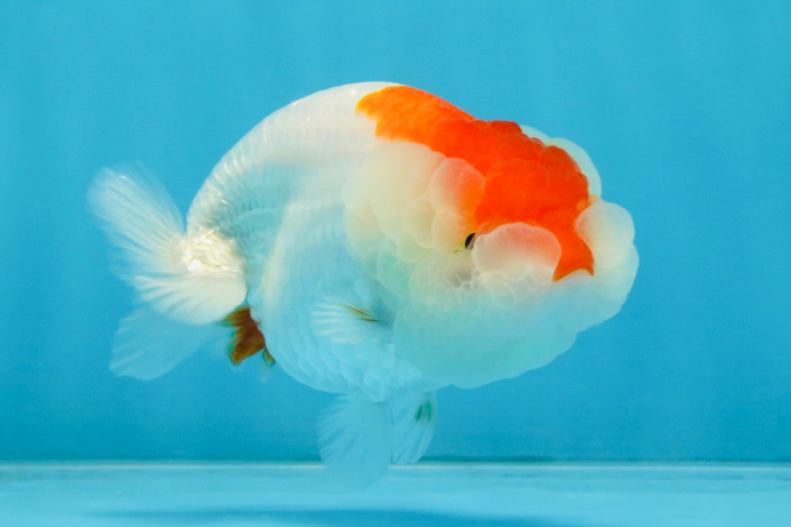 FLUFFY WEN AAA Grade Red White LionQueen 4 inches #112825LC_08