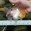 A Grade Grumpy Lemonhead Panda Oranda Female 5 inches #111524OR_13