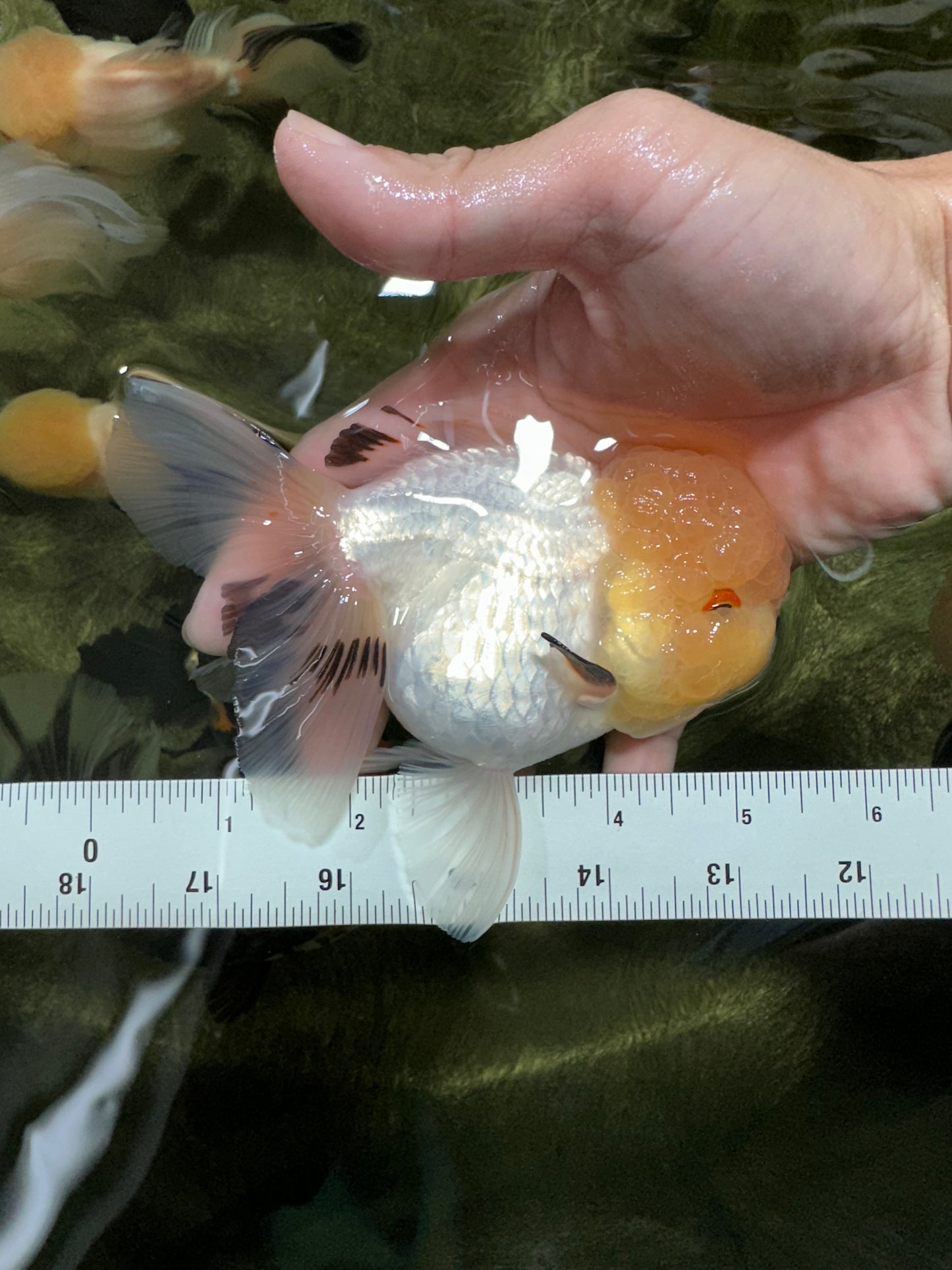 A Grade Grumpy Lemonhead Panda Oranda Female 5 inches #111524OR_13