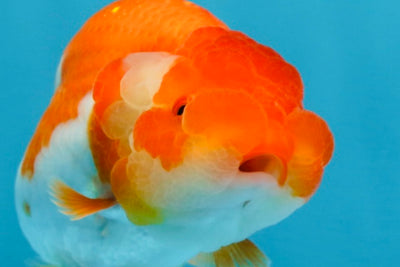 AAA Grade Red White LionQueen 4 inches #101725LC_08