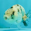 A Grade White Tiger LionQueen 4 inches #082126LC_31