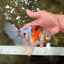 Calico Oranda Male 6.5 inches #090426OR_02