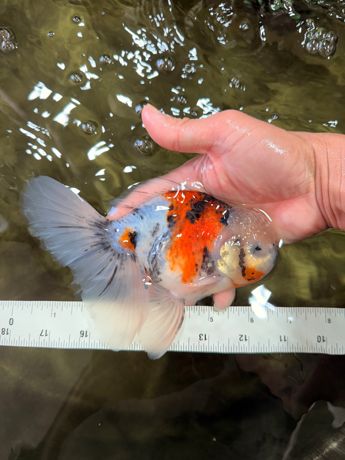 Calico Oranda Male 6.5 inches #090426OR_02