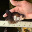 Panda Oranda Male 3.5-4 inches #1018OR_16