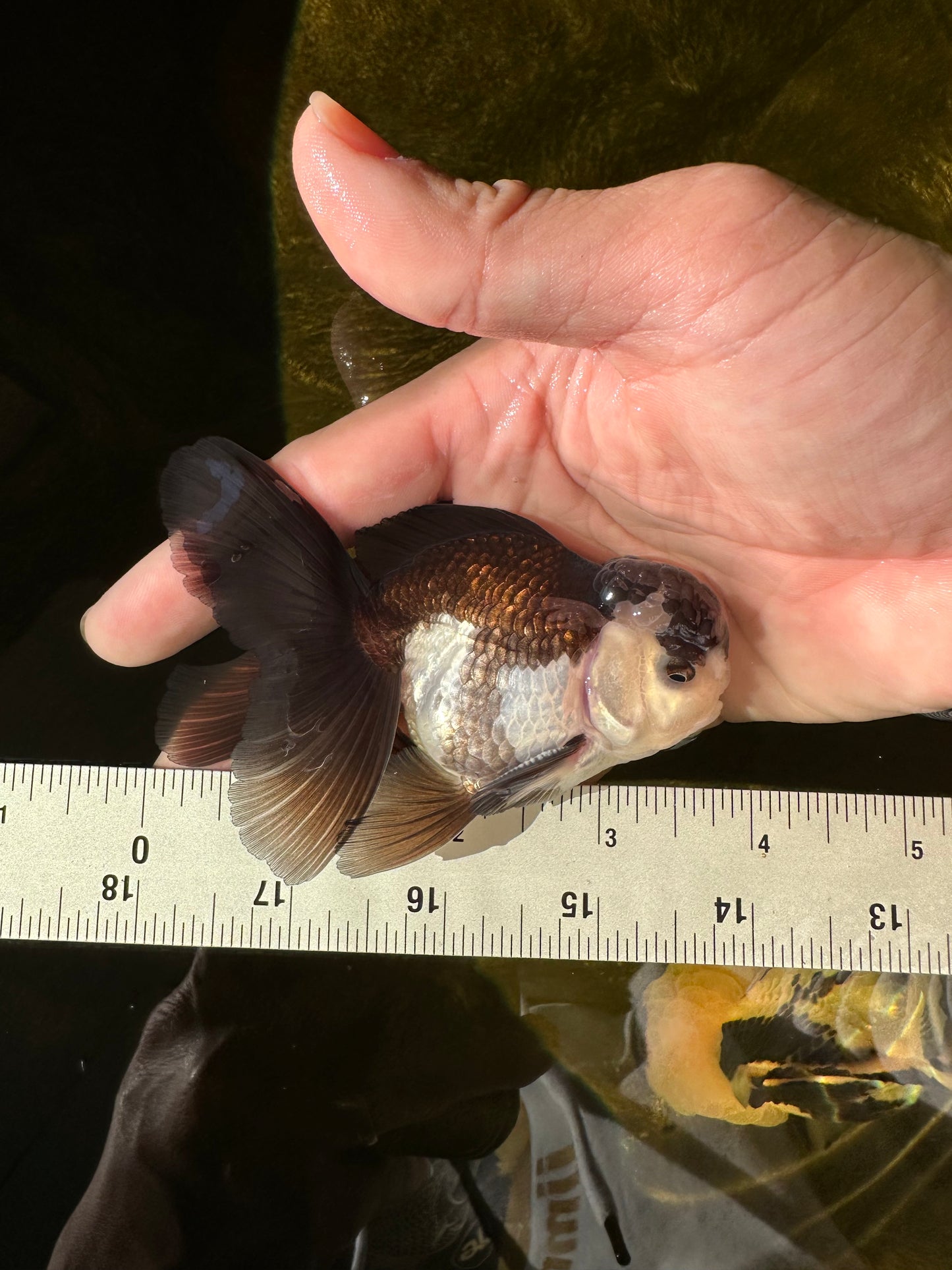 Panda Oranda Male 3.5-4 inches #1018OR_16