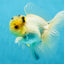 A Grade Panda White Oranda Male 5 inches #050225OR_07