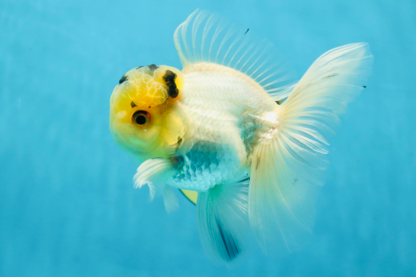 A Grade Panda White Oranda Male 5 inches #050225OR_07