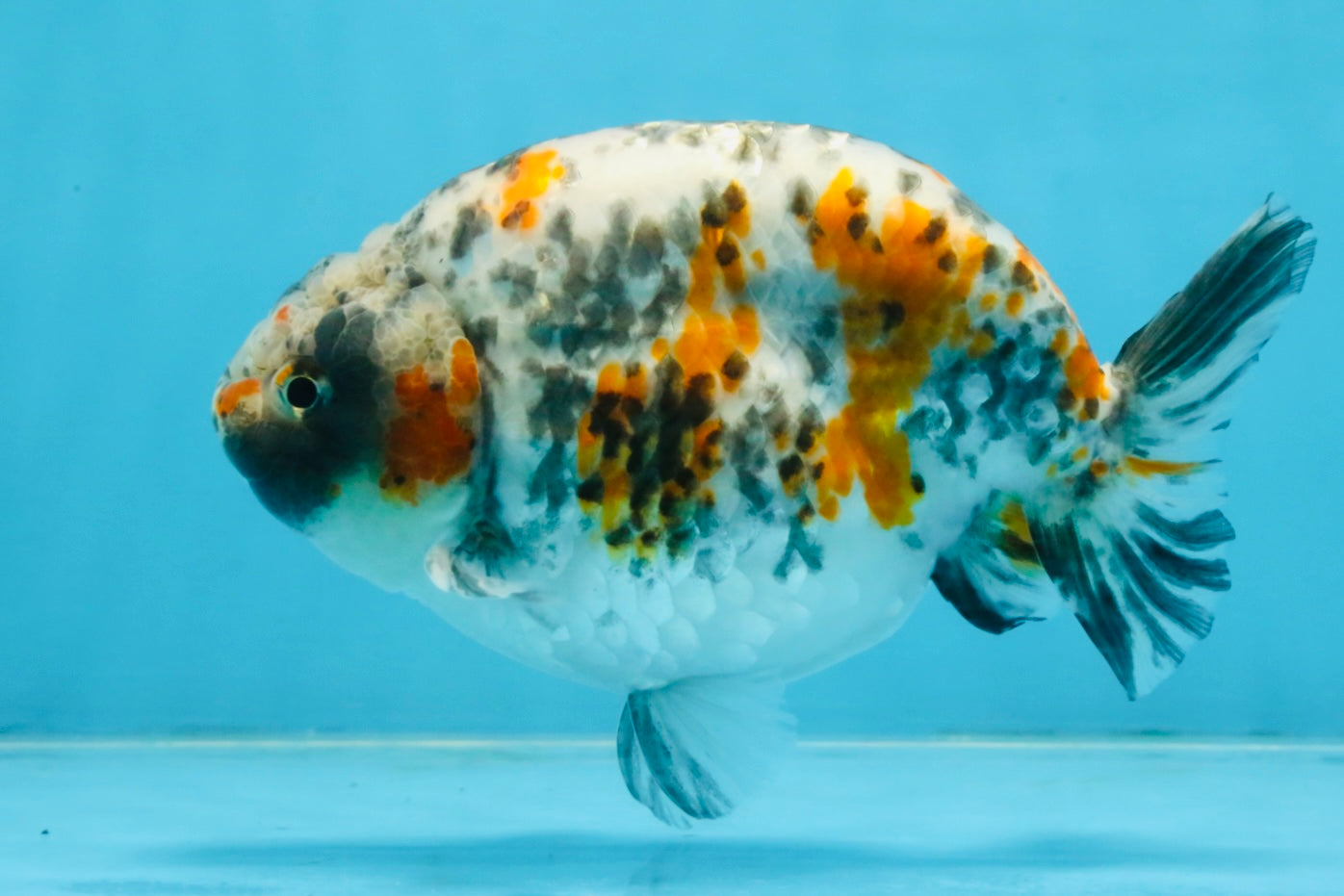 A Grade Tricolor Ranchu Male 5.5 inches #110725RC_14