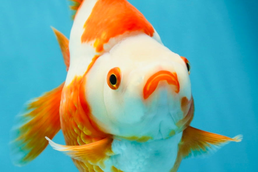 AAA GRADE Red White Ryukin Female 5.5 inches #050925RK_18