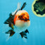 AAA Grade CHUBBY CHEEK Tricolor Oranda Male 5.5  inches #082225OR_12