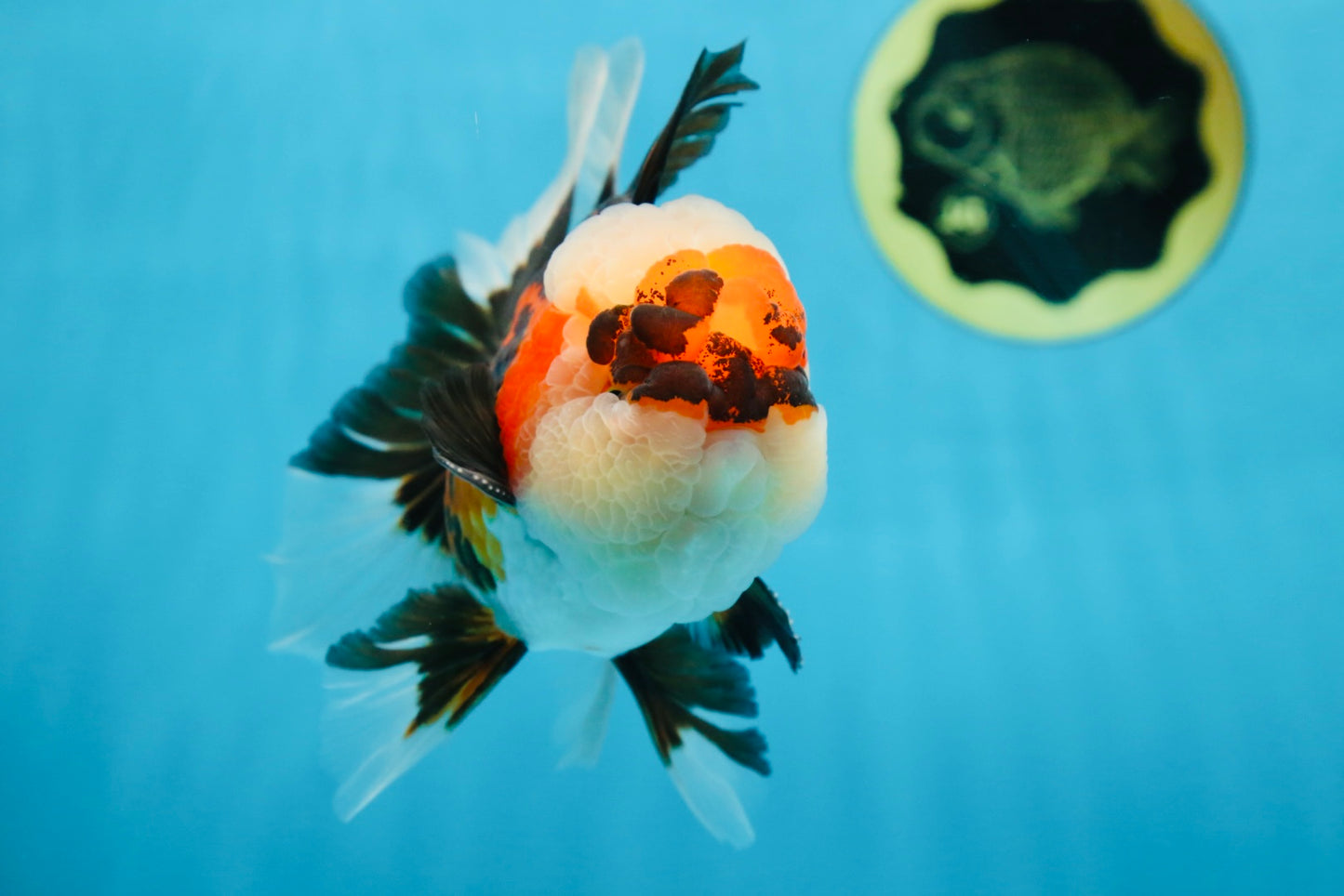 AAA Grade CHUBBY CHEEK Tricolor Oranda Male 5.5  inches #082225OR_12