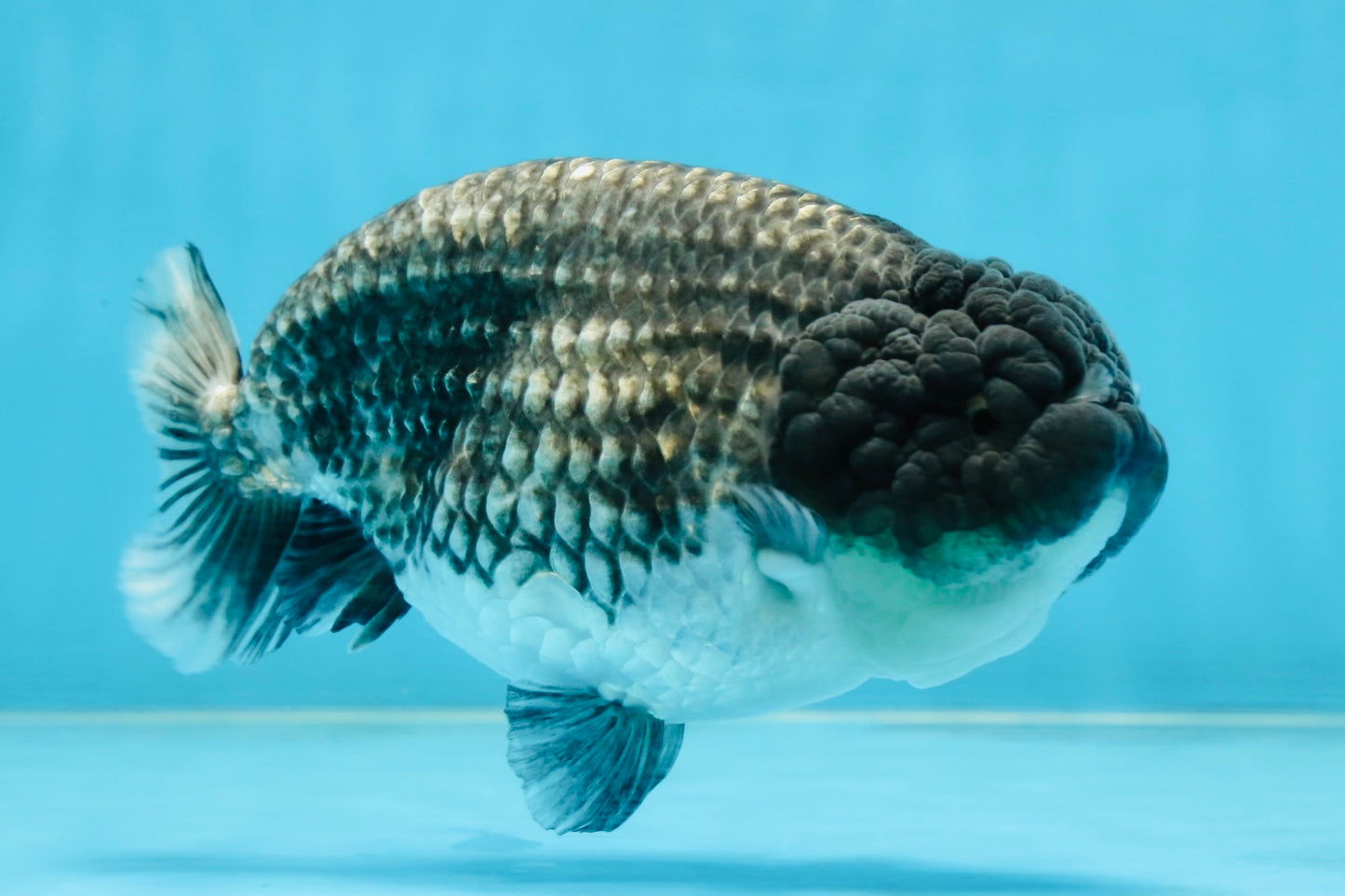 SPECIAL A Grade Black Blue LionQueen 5.5  inches #102425LC_07