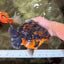 AAA Grade Jumbo Tiger Yuanbao Male 6.5 inches #062626YB_06