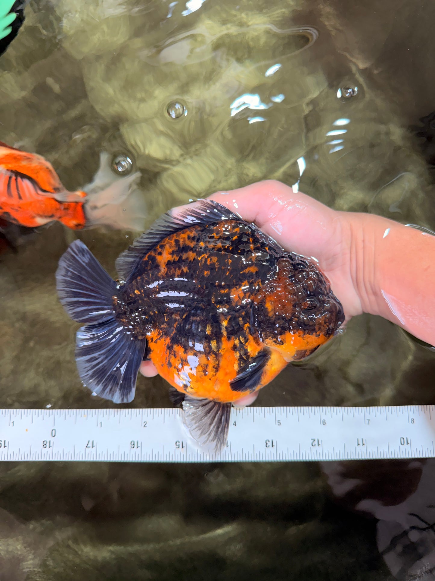 AAA Grade Jumbo Tiger Yuanbao Male 6.5 inches #062626YB_06