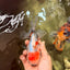 Sanke Oranda Male 5.5 inches #082826OR_04