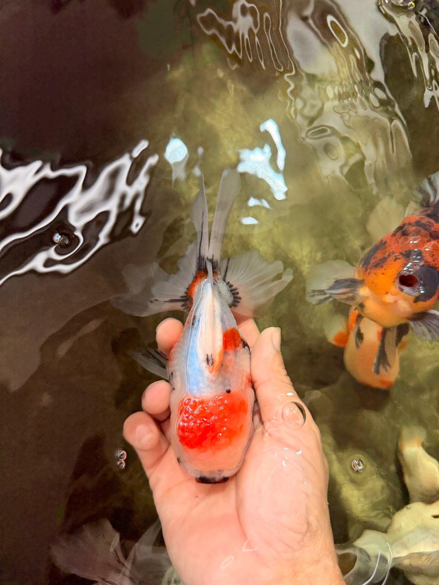Sanke Oranda Male 5.5 inches #082826OR_04