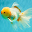 CHICKIE A Grade Red White Oranda Male 6 inches #090426OR_12