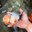 A Grade Sakura Oranda Male 6.5 inches #071726OR_24