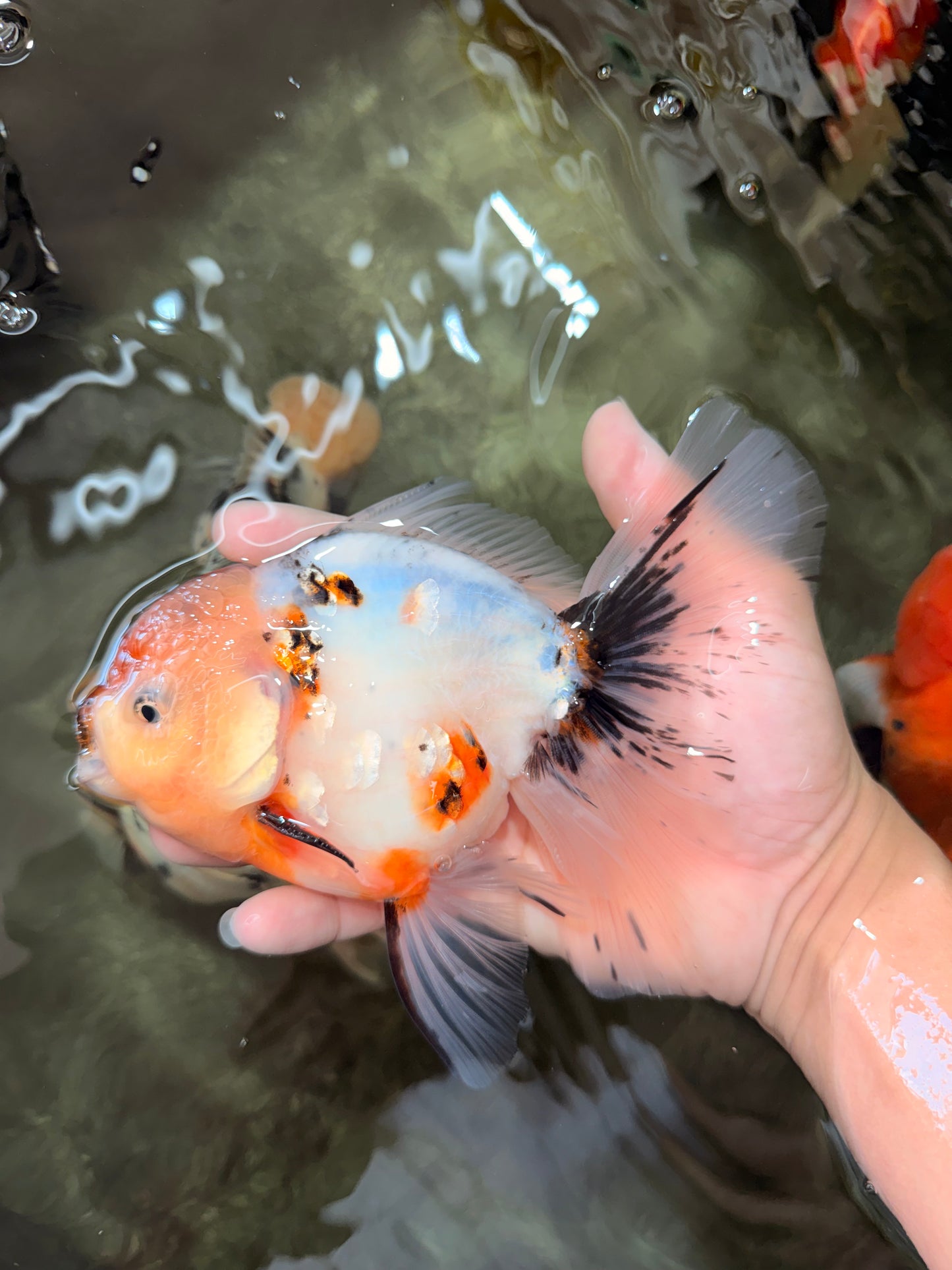A Grade Sakura Oranda Male 6.5 inches #071726OR_24