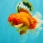 JUMBO AAA Grade Red White Oranda Male 8.5 inches #071726OR_01
