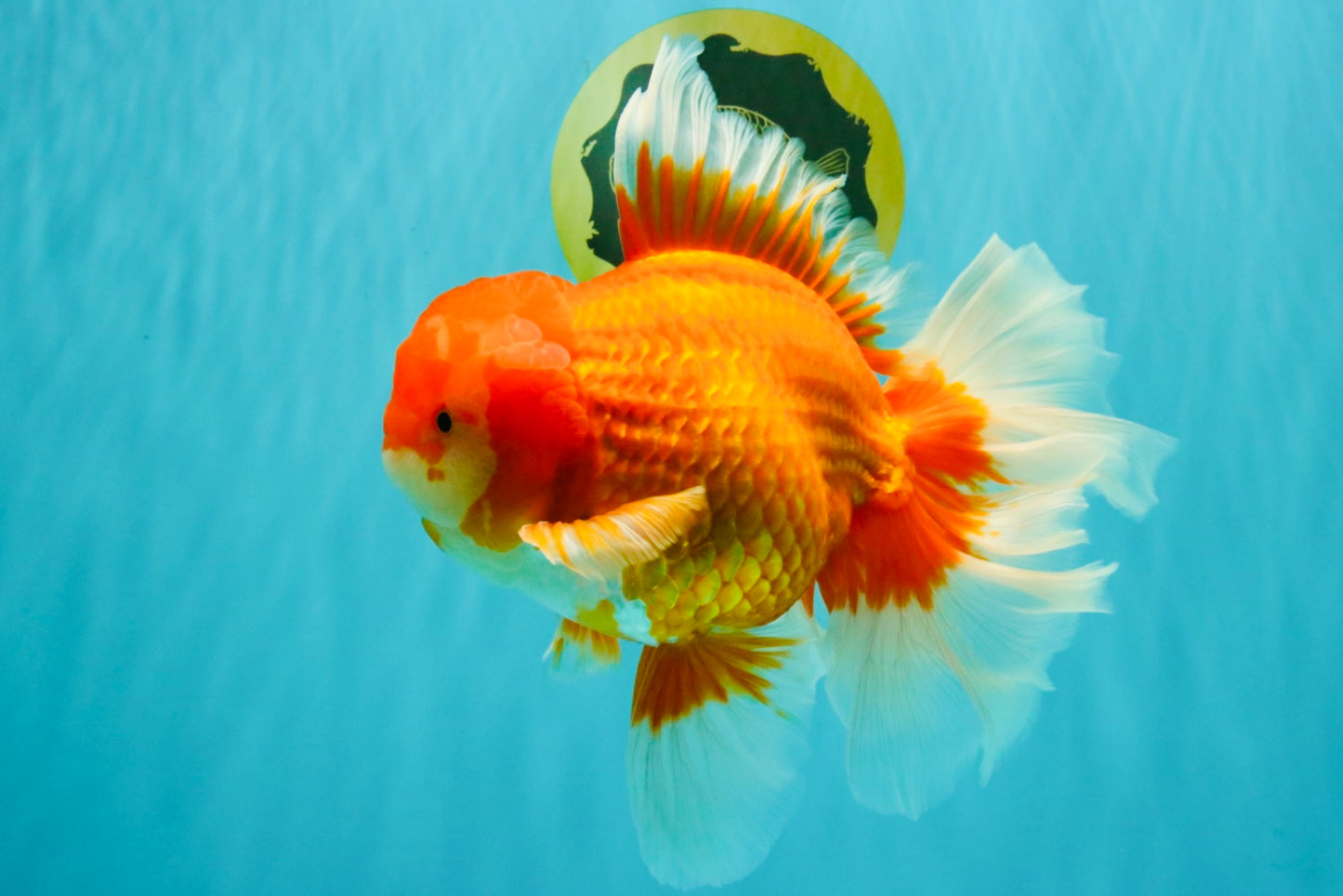 JUMBO AAA Grade Red White Oranda Male 8.5 inches #071726OR_01