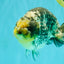 CHUBBY AAA Grade White Tiger Ranchu Male 5.5 inches #100226RC_29