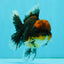 AAA Grade Dark Tiger Red Head Oranda Male 5-5.5 inches #050126OR_10