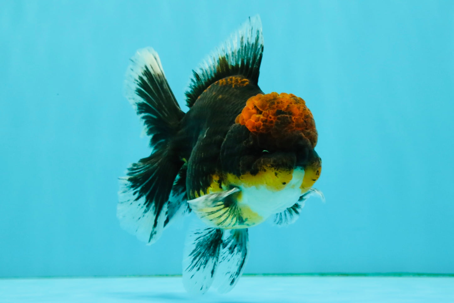 AAA Grade Dark Tiger Red Head Oranda Male 5-5.5 inches #050126OR_10