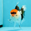 A Grade Crown Tricolor Oranda Female 5 inches #0607OR_01