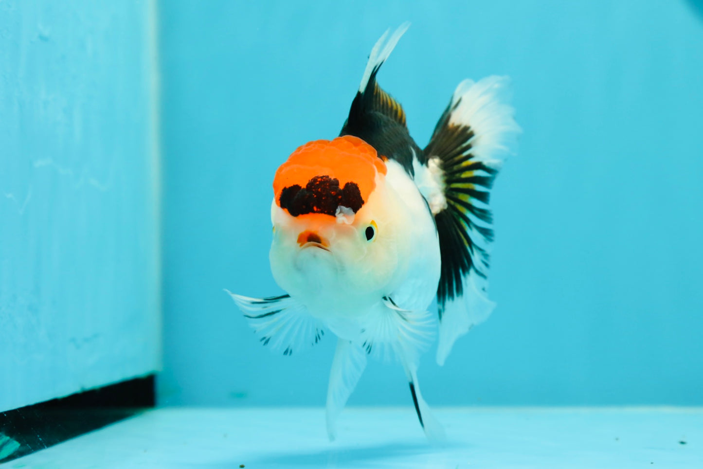 A Grade Crown Tricolor Oranda Female 5 inches #0607OR_01