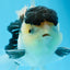 AAA Grade Panda Black Tancho Oranda Male 5 inches #0913OR_11