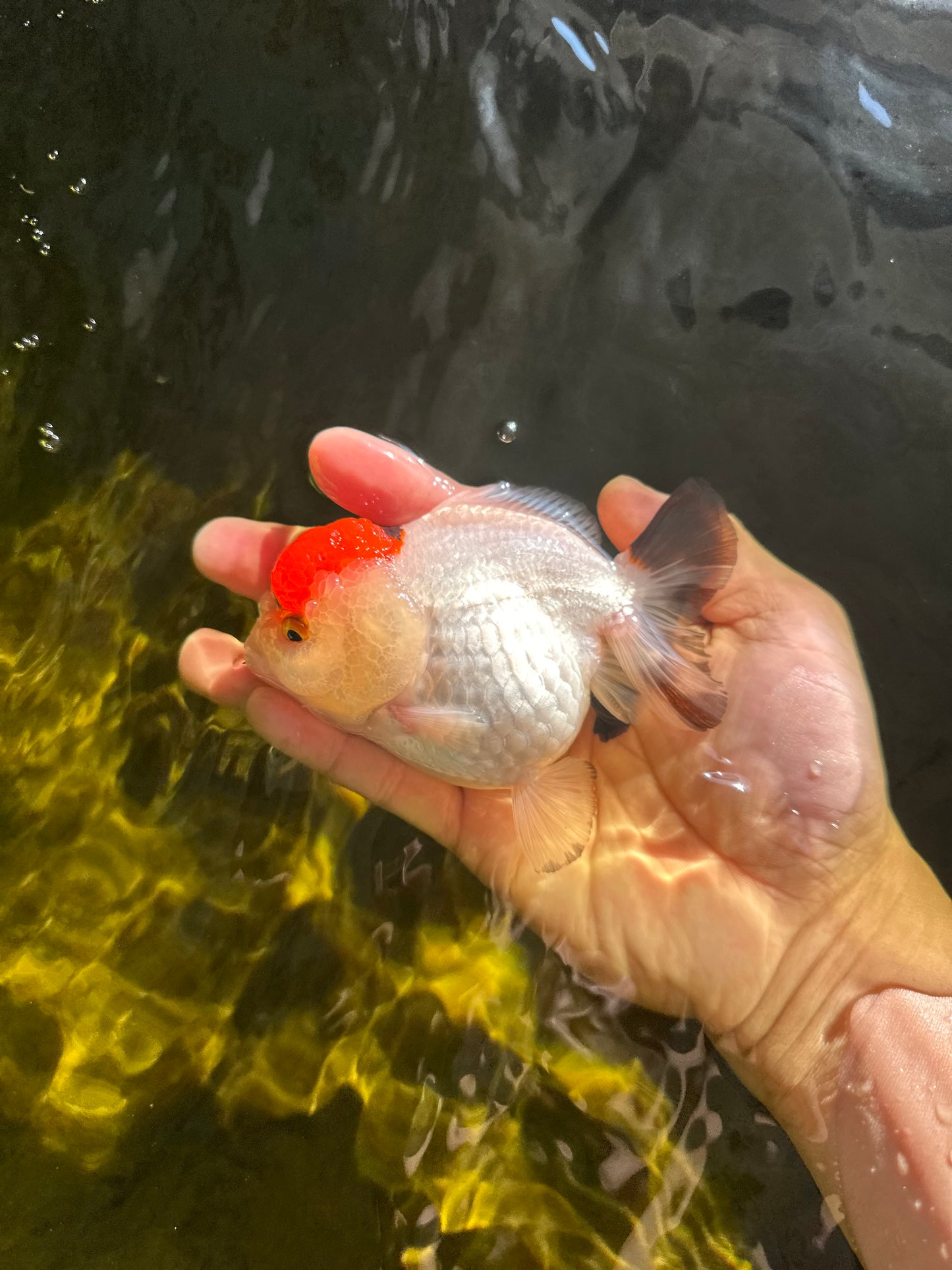 Tancho Pompom Tricolor Yuanbao Female 4 inches #050925YB_31